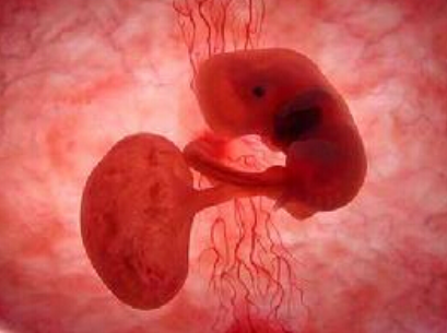 潍坊助孕宝宝50万起-怀孕第50天，你的宝宝已经到了什么发育阶段，羊膜囊的图片可以让你快速了解一下。